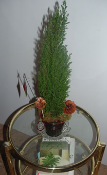 Mini Christmas Tree Plant
